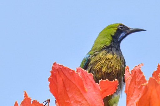 mgknair's tweet photo. #Goldenfrontedleafbird #birds #birdphotography #IndiAves https://t.co/2pUGgTdlri