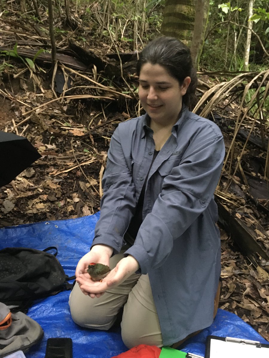 AnimBehSociety's tweet image. @floridastate undergrad Jenevieve Norton investigates female nest site-fidelity in lance-tailed manakins. She was awarded an #IDEAgrant to join the 2021 field season and very quickly became a key member of the crew. Jenna was the best netting scribe and our resident meme expert.