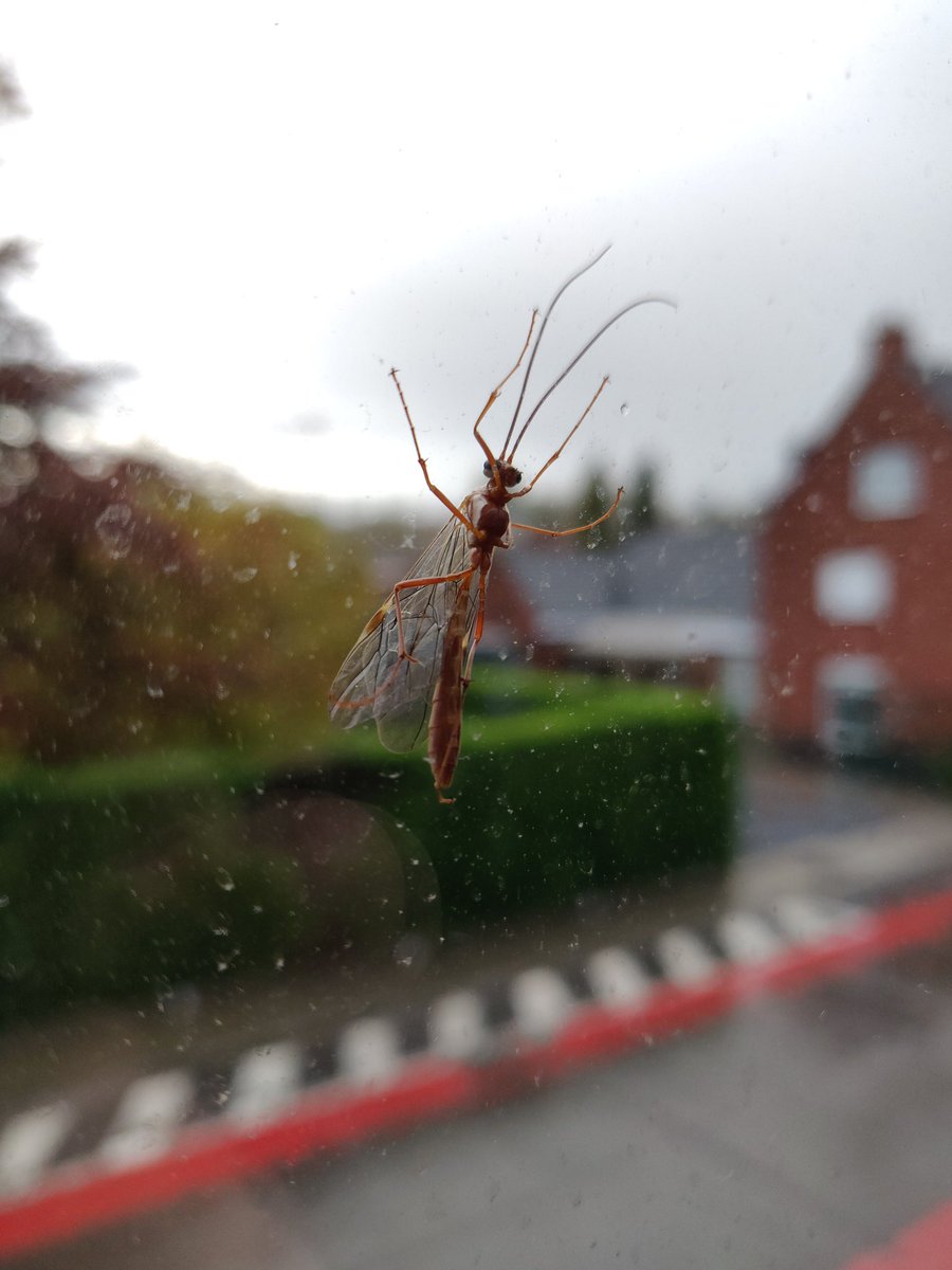 Welke beest is dit? Is ongeveer 5 cm, voelsprieten inbegrepen. <a href="/AglaiaBouma/">Aglaia Bouma</a> <a href="/MijnNatuurpunt/">Natuurpunt</a> #insect #dtv