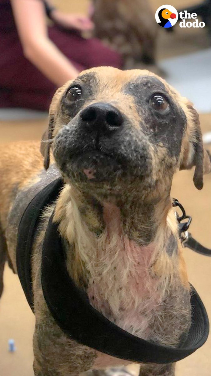 Donnalee on Twitter "RT dodo This dog has the shiniest coat now