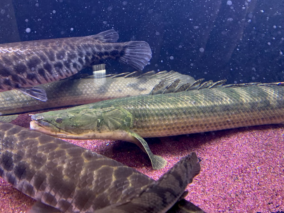 50 60cmぐらい 引き取り限定 混泳中 ピラルク Mayfloweracademy Org