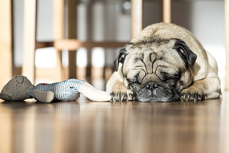 ChristinKolzig's tweet photo. 3 Ways to Soothe Your Pet During Storms https://t.co/p2365Zlnnj https://t.co/N0t0g3O67M