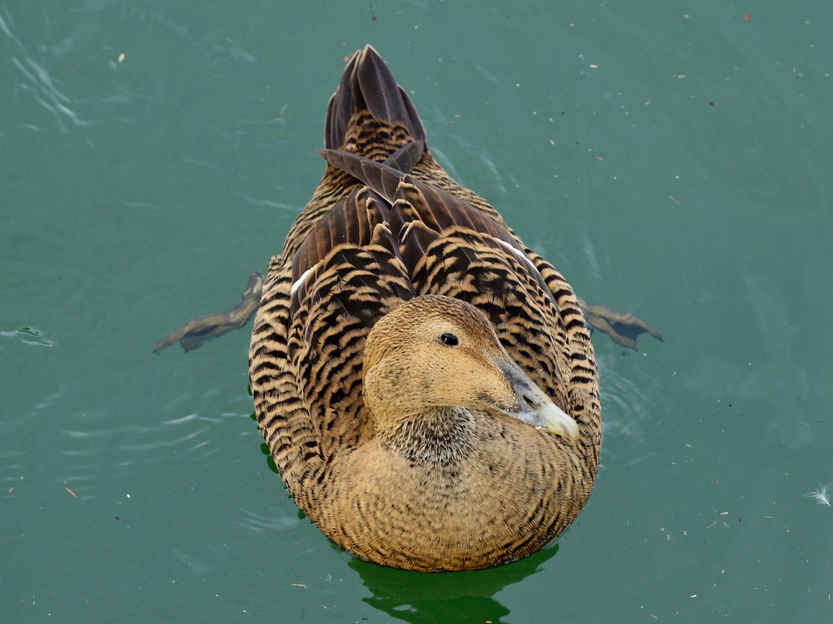 xbordercurrents's tweet photo. We are going to be at Amble harbour this Wednesday 3rd along with @ForShorebirds  and @ERICNorthEast   as part of our #EiderAware project.

Stop by and have a chat about all things Eider (or any other topic) if you're in the area between 11am and 2pm 

📷 @TomCadwallender https://t.co/SDUKj5aIx8