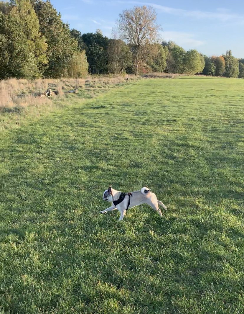 Terri_Tweeton's tweet photo. One dog. One dream. One month. Frankie and I are walking 100km in November to raise money for @macmillancancer. She walked 5km this morning and hasn’t left the sofa since. But I have faith! If you’d like to sponsor us, our page is here: https://t.co/2e6Meou7uy https://t.co/kPQphcjxHK