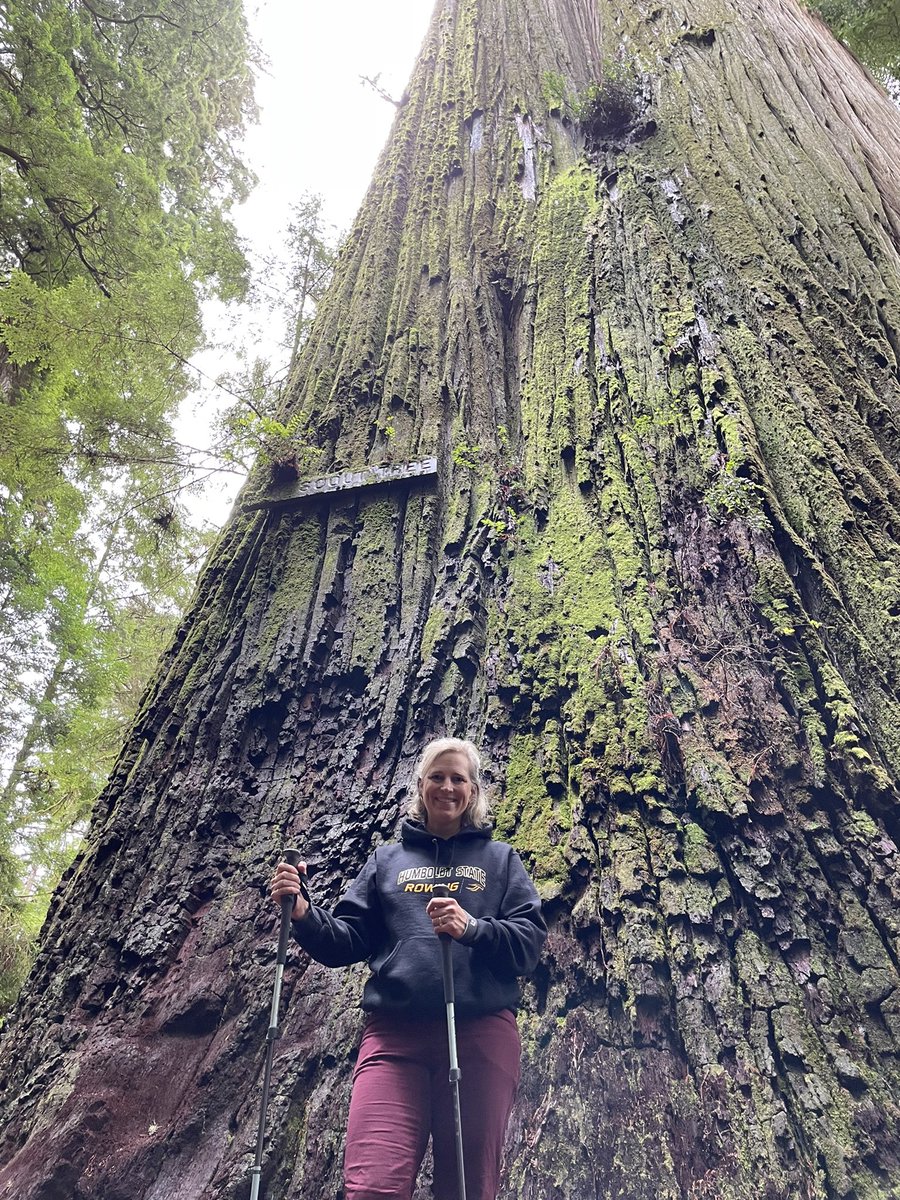 weiselisa's tweet image. These trees are unreal!