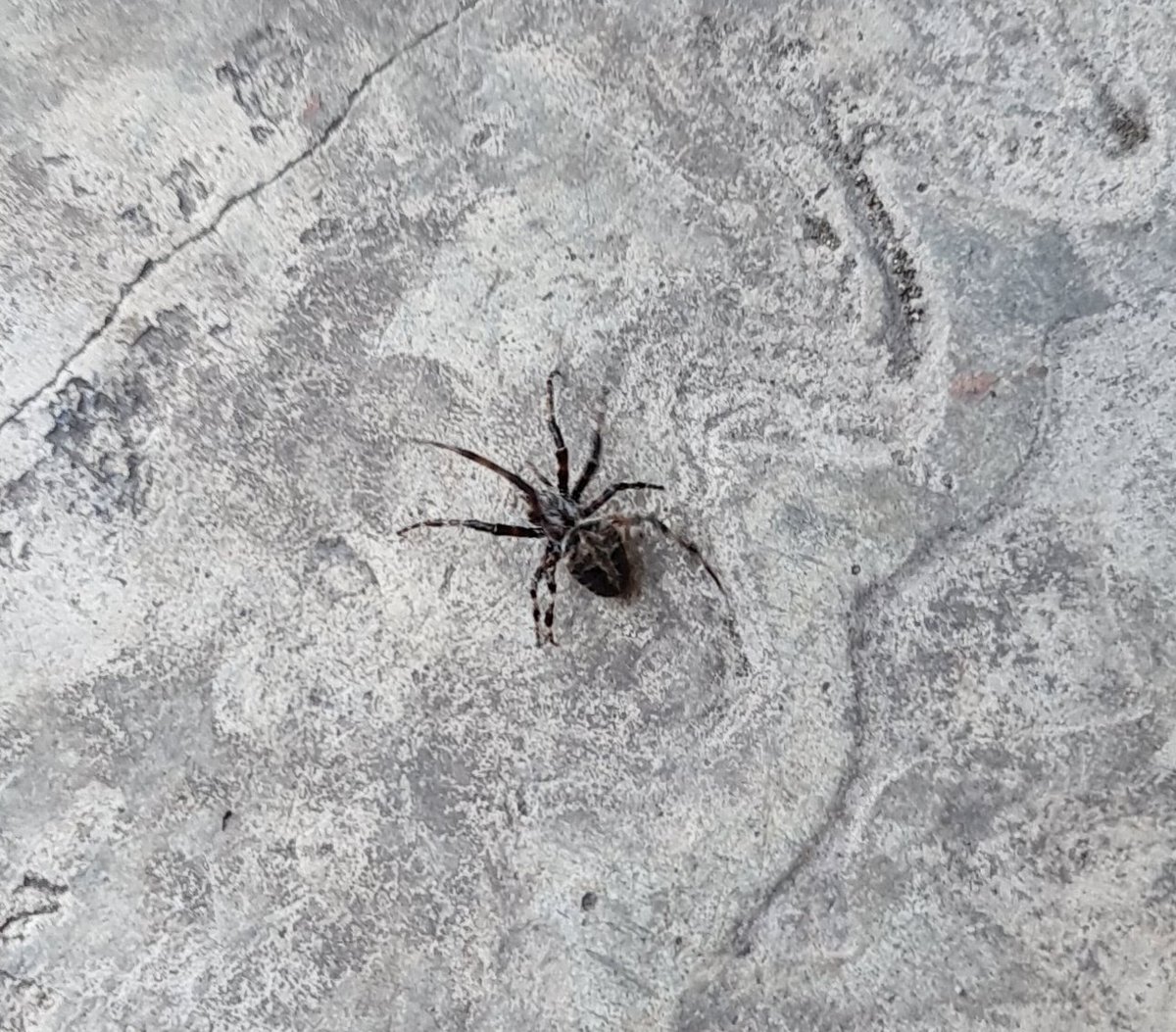 Hola <a href="/Arachno_Cosas/">Soy aracnólogo, pregúntame lo que quieras</a> ¿debo tener miedo de esta araña?