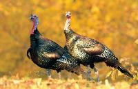 Belly Dancing, Holiday Contest, Shopping Local and more from Burke, VT.
