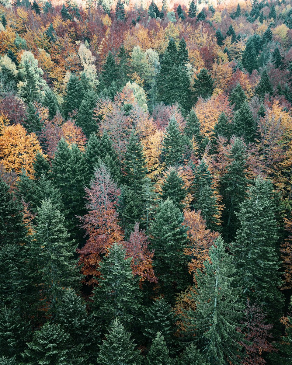 VB_Photography's tweet photo. As soon as I saw these colorful trees,I knew I had to stop and try to take off with the drone and take pictures. There was enough space, all the drone had to do was connect to the GPS.After about 2 minutes he finally succeeded. It was quite cold in the shade, but it was worth it! https://t.co/LSqPihSr4U