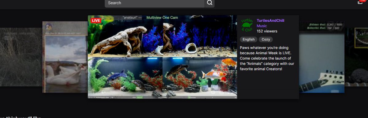 mindfulmeeshell's tweet photo. Did you know this beautiful tank is on the front page of twitch right now? Come celebrate this victory in chat! https://t.co/Qw7ltvYRfW #twitch #twitchstreaming #animalweek #turtlesandchill #turtles https://t.co/zNFUuB7hZm