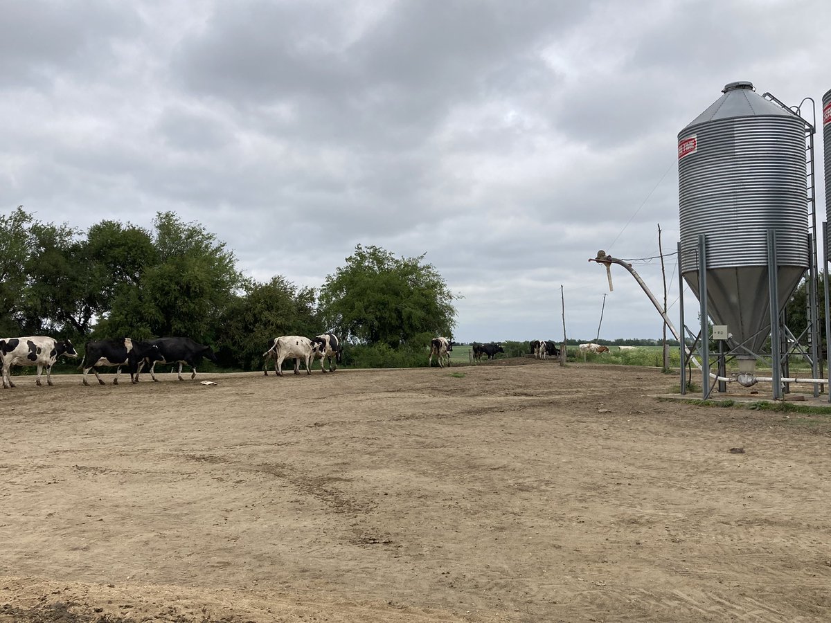 sns_uruguay's tweet photo. Tranquilas van al pastoreo porque el problema de las #micotoxinas está resuelto con #UnikePlus
Se presentaron problemas, se analizó y se detectaron #micotoxinas en algunos alimentos pero desde que se usa #UnikePlus la producción y salud volvieron a la normalidad
#WeAddMore https://t.co/XPtfUYNTqD