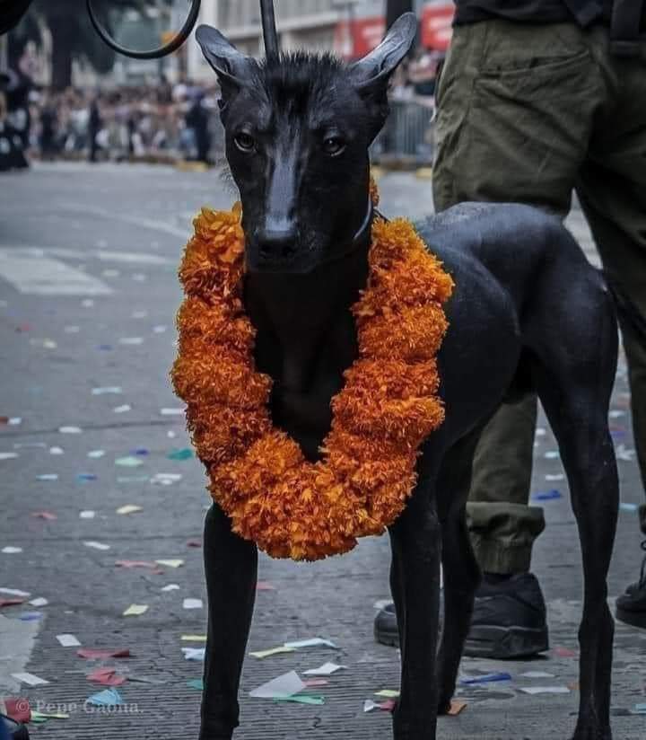 LeiruVillaQuien's tweet photo. "El guardián del Inframundo con la flor de los muertos 💀🖤

K9 mictlan https://t.co/OK7jgVN4F3