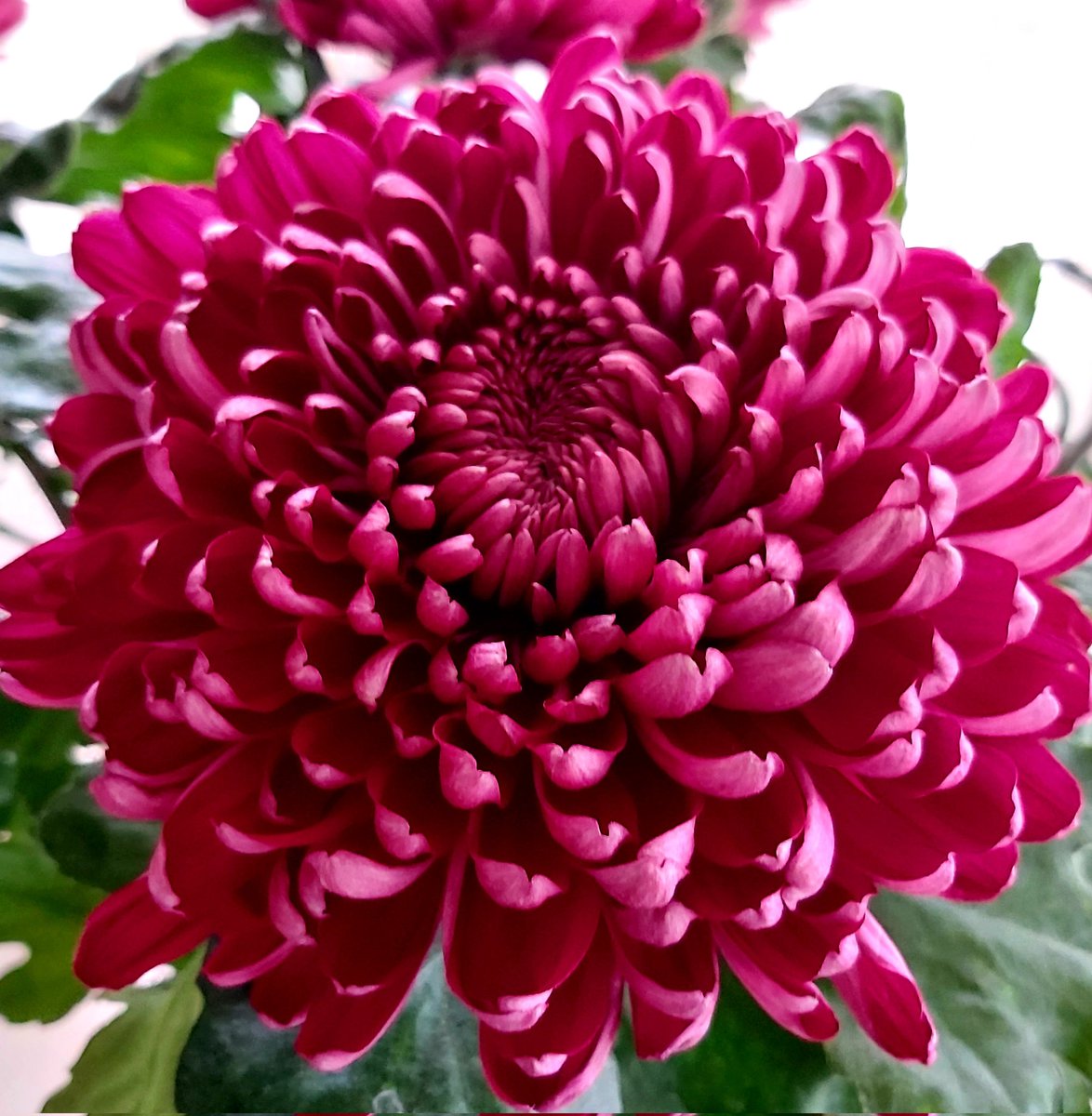 VOFBakkum's tweet photo. Morgen voor de klok @FloraHolland deze super mooie #chrysanthemum https://t.co/EWYIZP6EUX