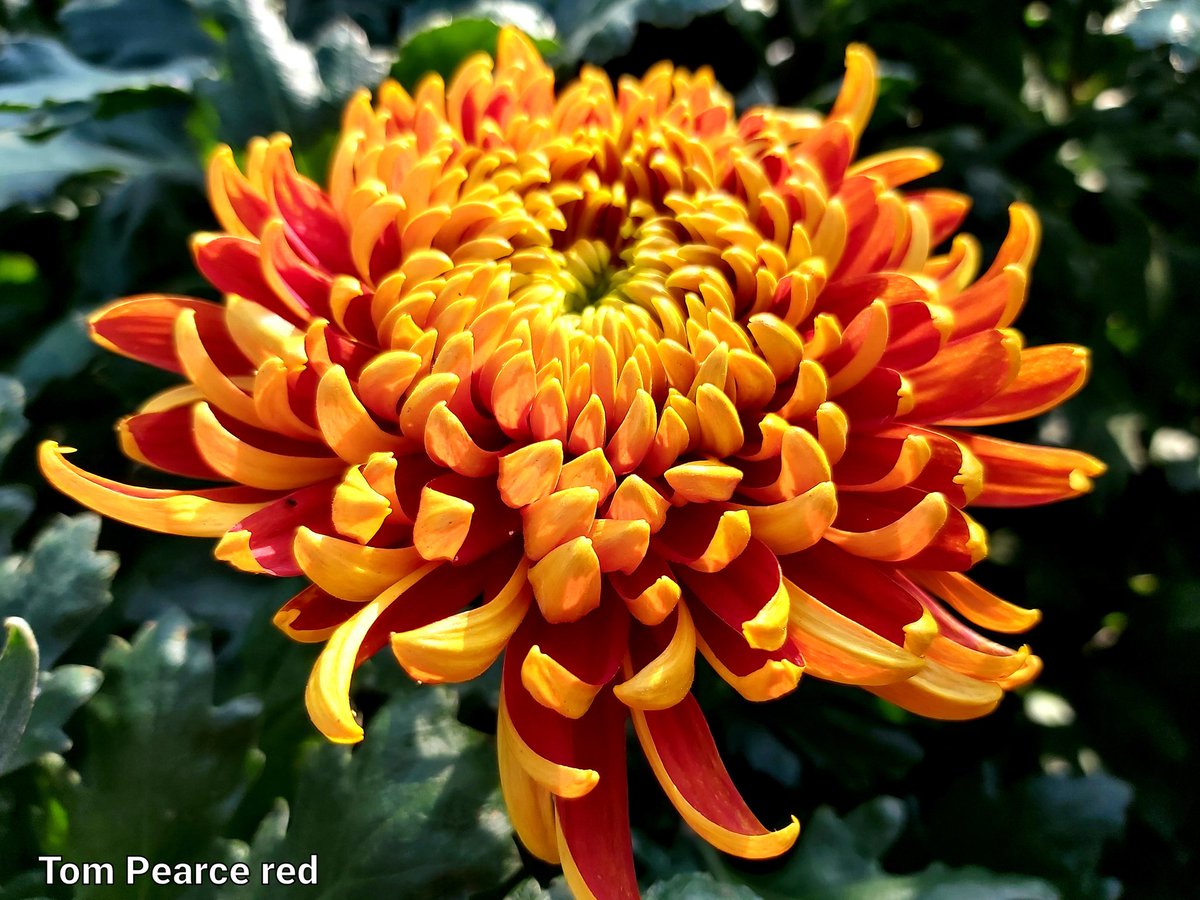 VOFBakkum's tweet photo. Morgen voor de klok @FloraHolland deze super mooie #chrysanthemum https://t.co/EWYIZP6EUX