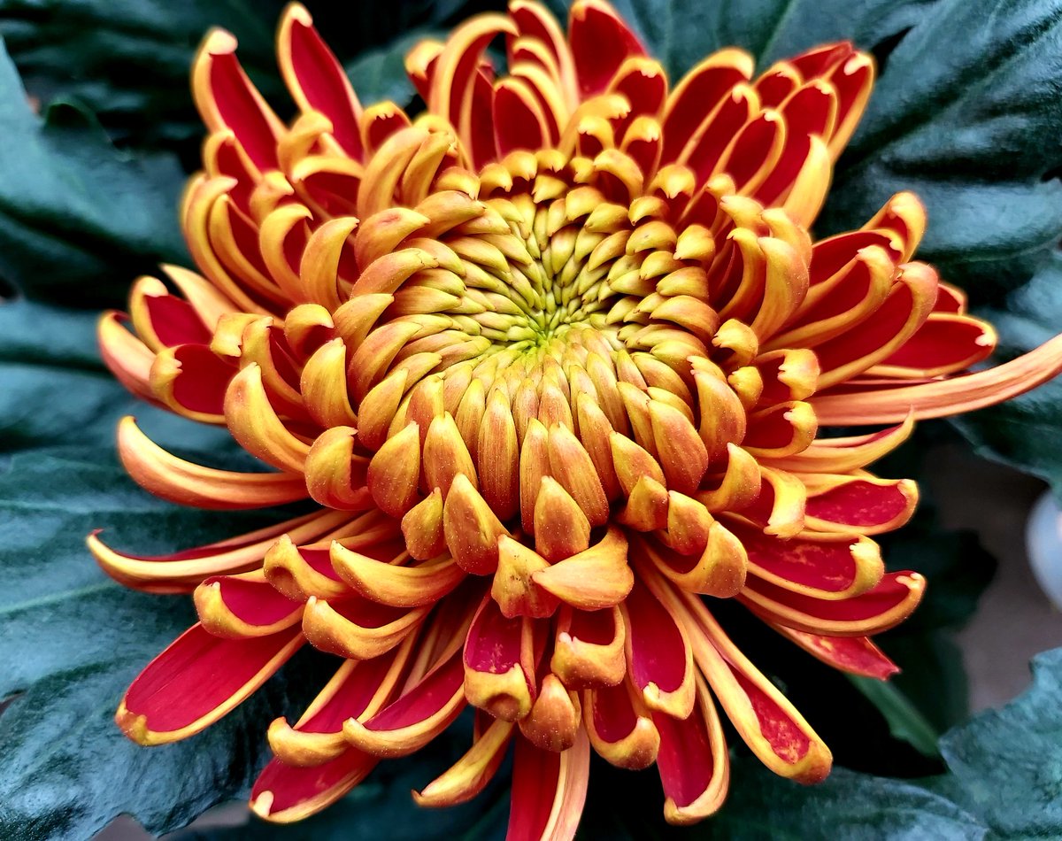 VOFBakkum's tweet photo. Morgen voor de klok @FloraHolland deze super mooie #chrysanthemum https://t.co/EWYIZP6EUX