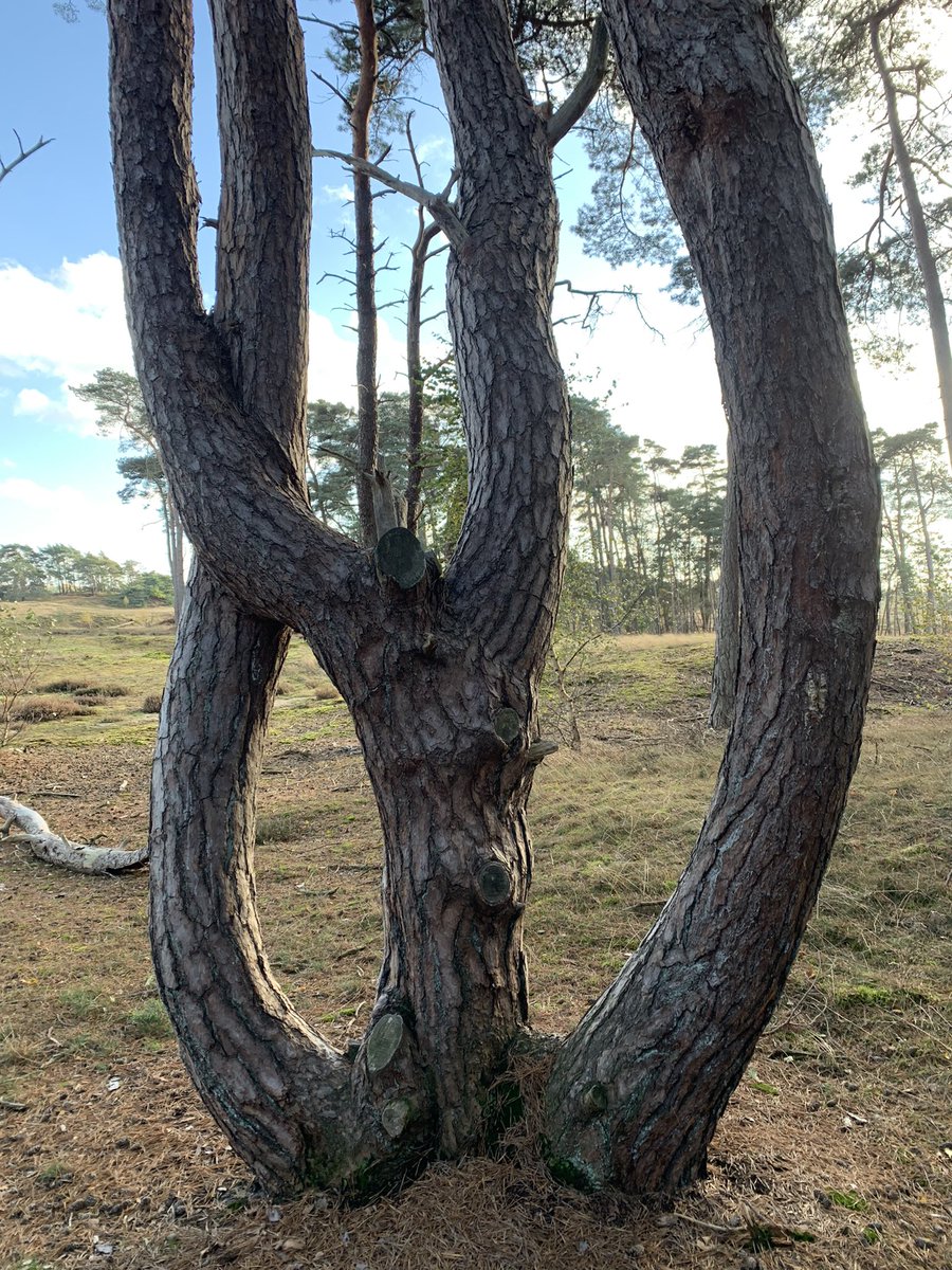 markbrouwer2010's tweet photo. Een dagje vrij (Allerheiligen) doorgebracht in de natuur. Mooie herfstroute gewandeld met vrouwlief over het Wekeromse Zand, onze achtertuin. Prachtig stukje Veluwe!
#CelticFields #zandverstuivingen #herfst #vitamines https://t.co/KEuEqPAwIG