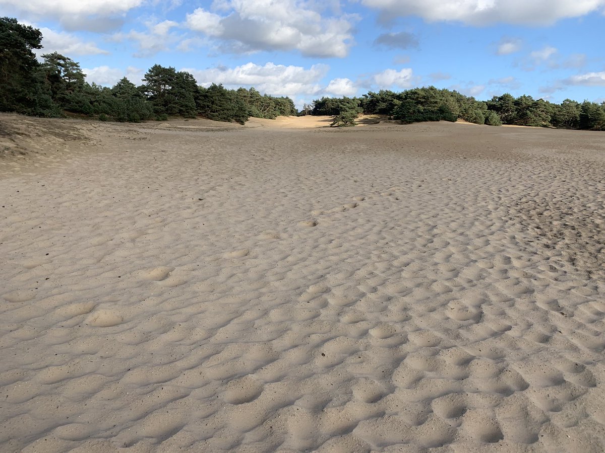 markbrouwer2010's tweet photo. Een dagje vrij (Allerheiligen) doorgebracht in de natuur. Mooie herfstroute gewandeld met vrouwlief over het Wekeromse Zand, onze achtertuin. Prachtig stukje Veluwe!
#CelticFields #zandverstuivingen #herfst #vitamines https://t.co/KEuEqPAwIG