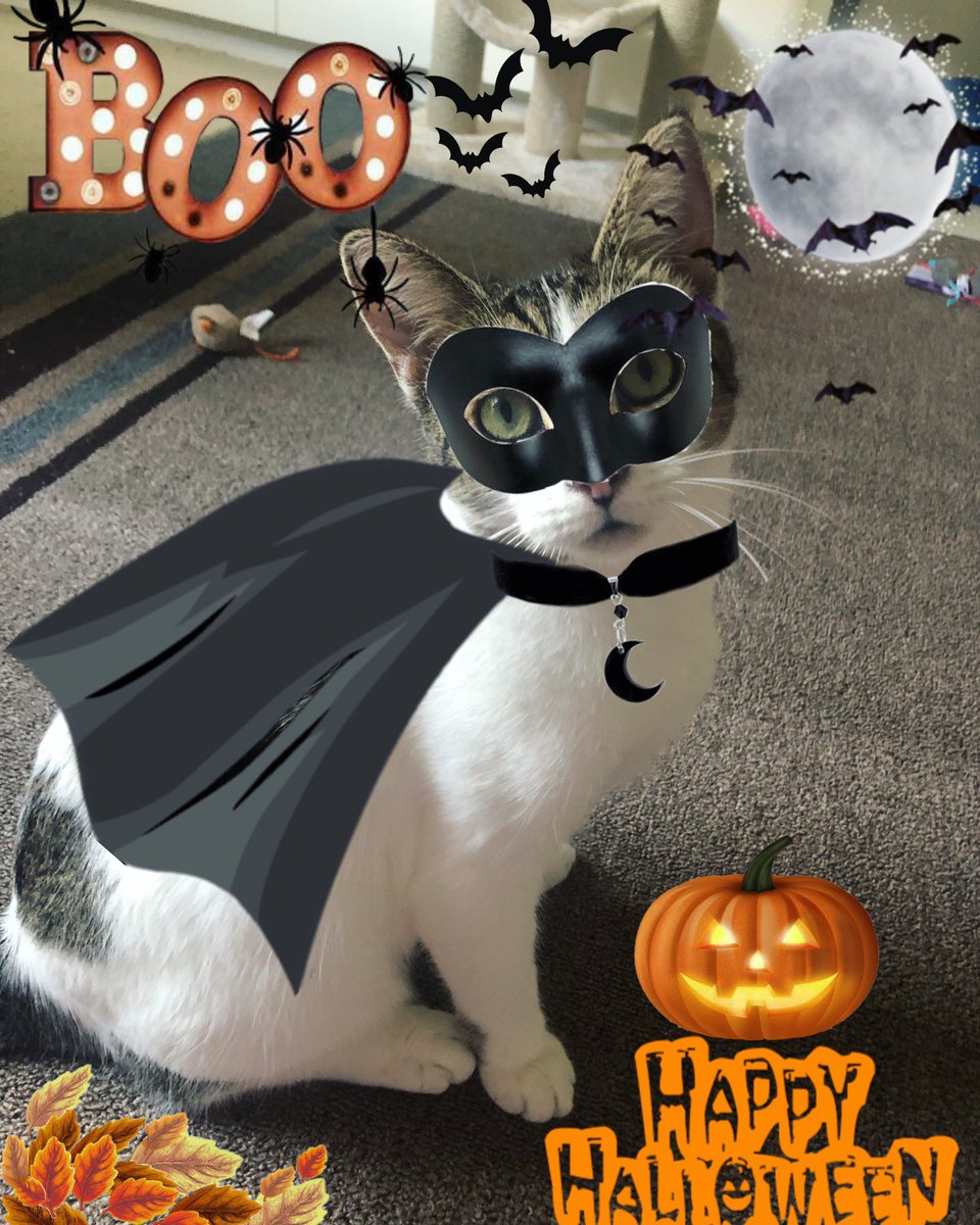Sorry Meowmy forgot to add my Halloween picture 😾😼🎃 #CatsOfTwitter #Halloweencats #CatsInCostume2021 #cats