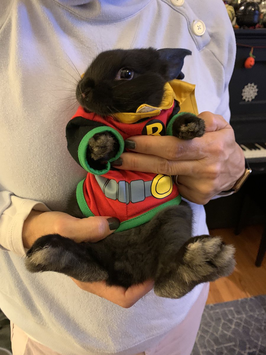 notconstance's tweet photo. My household’s best costume yesterday https://t.co/IaoIYq6gIC