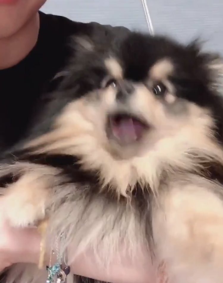 plum1995's tweet image. 충격의 강쥐들