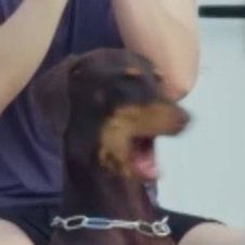 plum1995's tweet image. 충격의 강쥐들