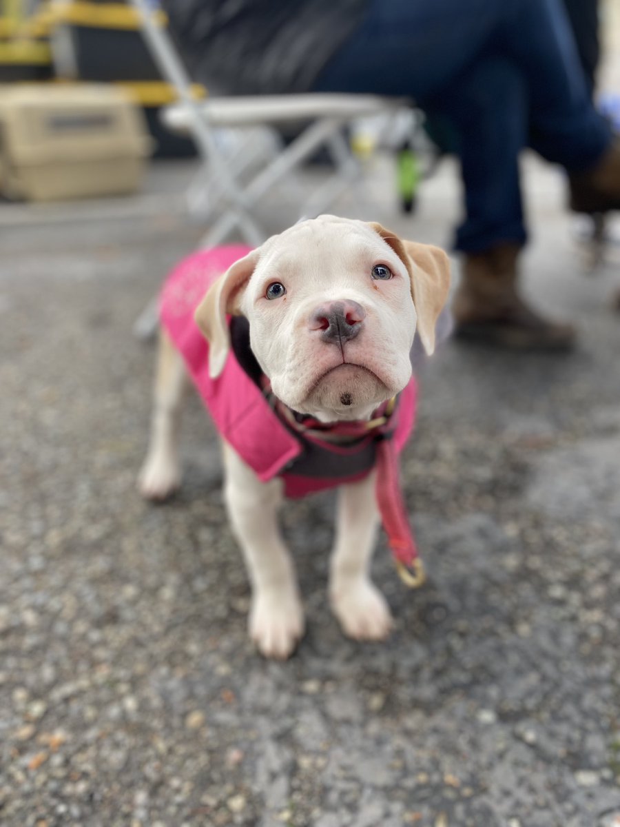 We are celebrating Giving Tuesday all month long this year! Visit seattlevet.org/donate to support your neighbors in need this season.