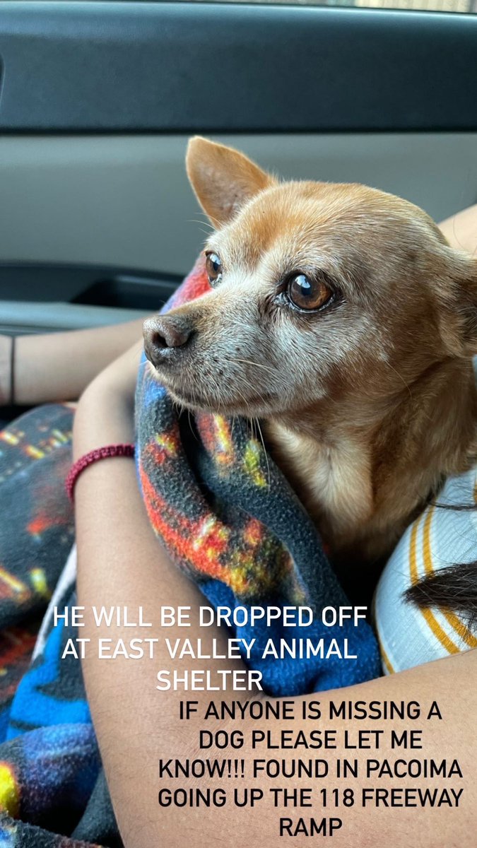 mami_crystall's tweet photo. If anyone has lost a dog in the city of Pacoima, found going up the off ramp of the 118 freeway!! He was brought to the East Valley Animal Shelter 
brown, small chihuahua https://t.co/k0JQv5S6Ej