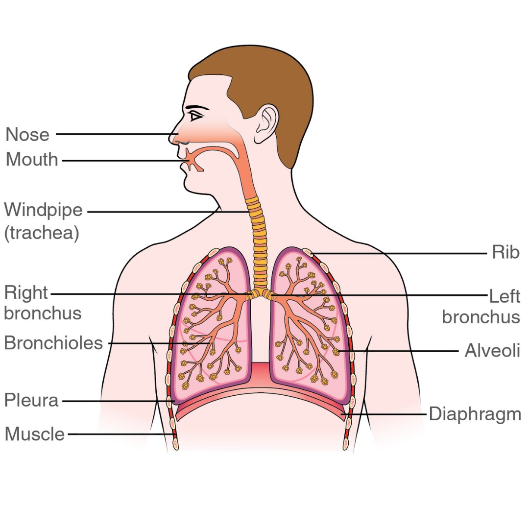 This #LungCancerAwarenessMonth make sure you learn the signs and symptoms.

In the early stages, there may be none, but take a look at the thread below for some things to look out for 👇
