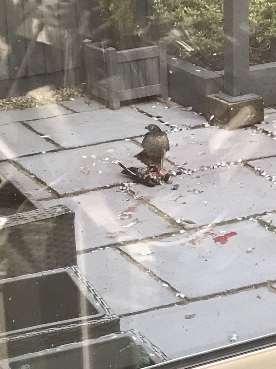 Just had a visitor peregrine Falcon from butts mill !! Best get the mess cleared up ..