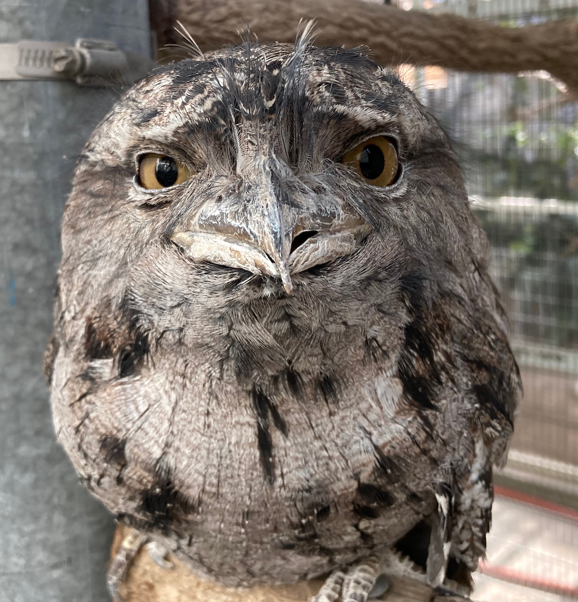 LAZoo's tweet photo. Your favorite tawny frogmouth Maynard is back for another #MaynardMonday to cheer up your #MondayMood.
#TawnyFrogmouth #Frogmouth #Bird #Nightjar #NotAnOwl
πΈ: Animal Keeper Lori Rogalski https://t.co/dID5yPFquU