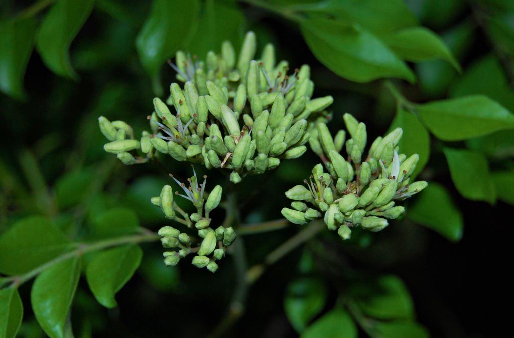 Lava_S3's tweet image. #currytree #Lava_Photography #photography