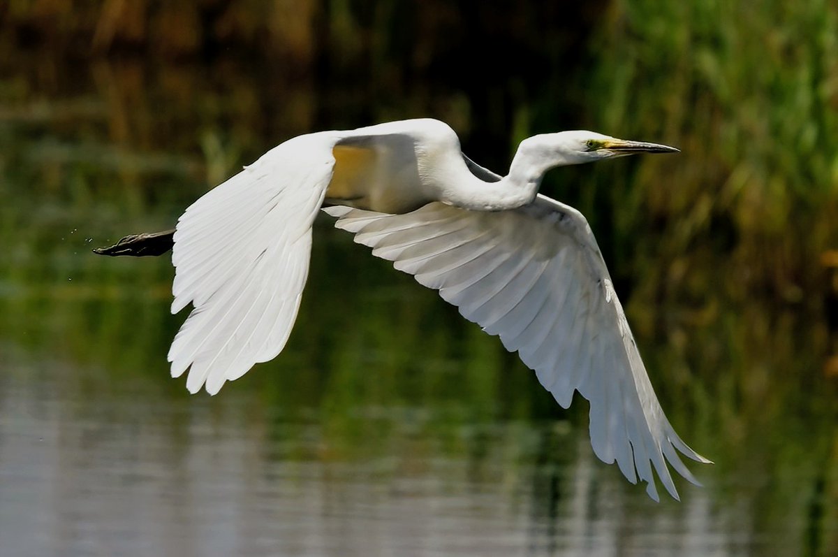 Great White Egret on the Somerset levelspic.twitter.com/h8f8Jywz6t.