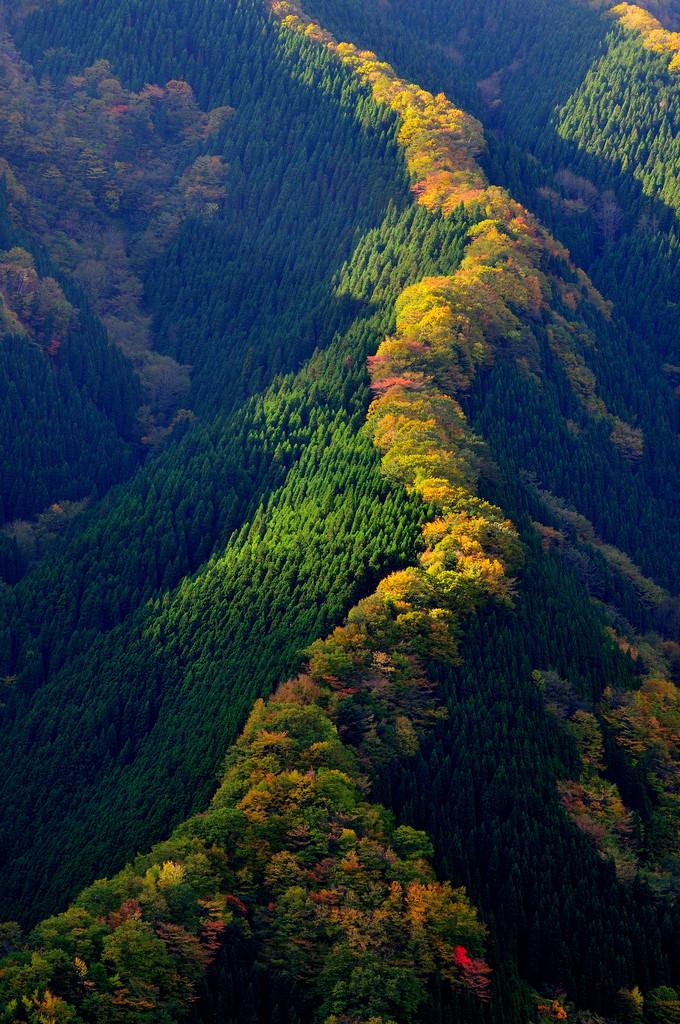 Hardwood always rises to the top...