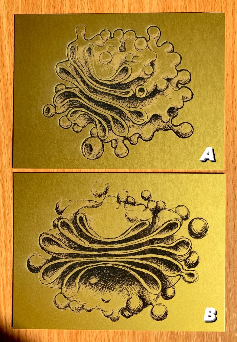 molecularmirror's tweet photo. The time is here... #SciArt #Giveaway
Win a metal golgi engraving! (5"x6.75")
I'll pick 2 winners & the deadline is Friday Nov 5th @ 9:00pm (CDT).
To enter:
Retweet this AND comment which design you want (A or B).
Winners announced on Sunday! ☀️ https://t.co/AfVvsiruId