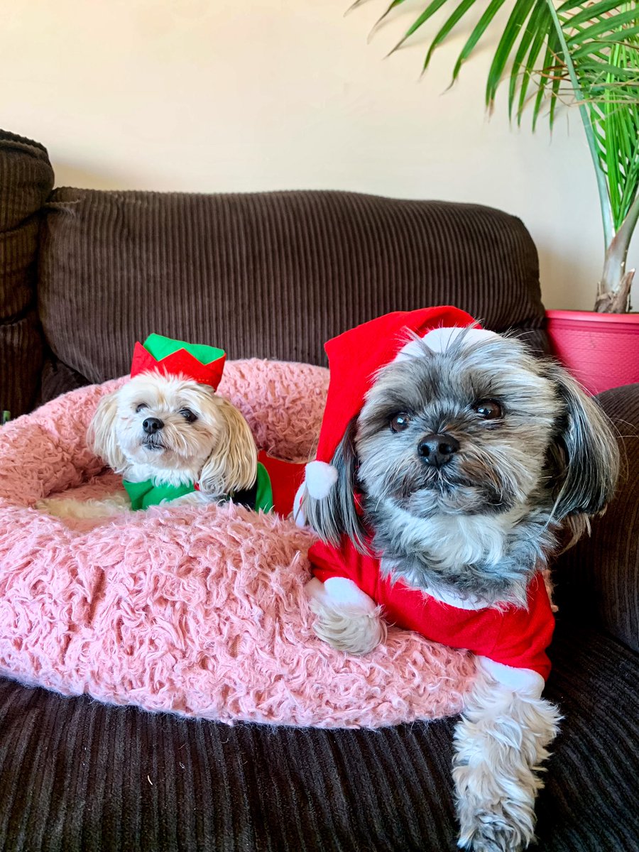 BarkinghamFSJ's tweet photo. Mariah Carey said it’s time so IT’S TIME 🎃➡️🎄
#MariahSZN https://t.co/TgolquSVCd