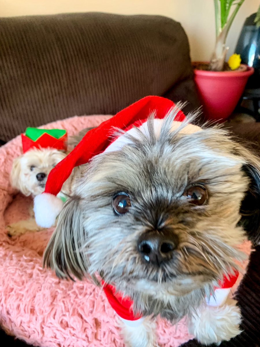 BarkinghamFSJ's tweet photo. Mariah Carey said it’s time so IT’S TIME 🎃➡️🎄
#MariahSZN https://t.co/TgolquSVCd