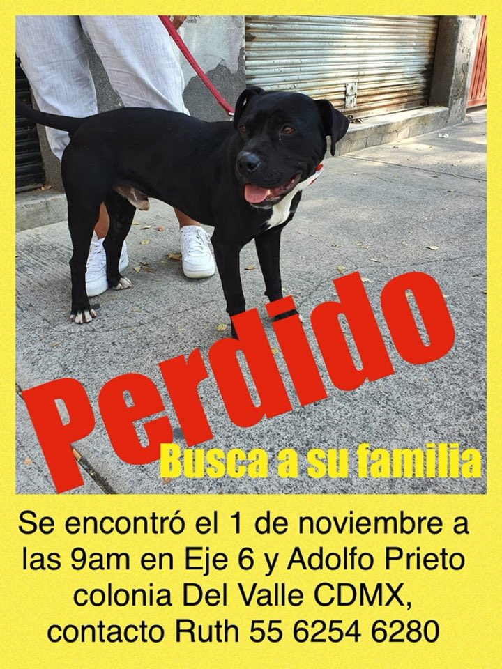 Máxima difusión <a href="/antymob/">Miss Anty Mobarak</a> <a href="/MascotasSismo/">Mascotas Sismo</a> <a href="/PerdiDogsCDMX/">Perros Perdidos CDMX</a> <a href="/lawera33/">Perros Encontrados sin su dueño</a> <a href="/PpEncontradosMx/">PerrosEncontrados</a> <a href="/diana_dfc/">D I A N A 🐕 🐾 ❤️</a> <a href="/patitasDFyEDO/">PatitasPerdidas</a> <a href="/PrrosPerdidosMX/">PerrosPerdidosMx</a> <a href="/PerrosPerdidoDF/">Perros Perdidos DF</a> <a href="/PerdiDogsMx/">PerdiDogsMx</a> <a href="/mimascotaperdi1/">Mi mascota perdida MX</a> <a href="/AnimalesPerdid2/">Animales Perdidos</a> <a href="/RescateAnimal/">Rescate Animal</a> <a href="/AdoptaMx/">Adopta Mx (México)</a> <a href="/AdoptaAmaRockea/">Adopta Ama Rockea</a> <a href="/ADOPTA911/">ADOPTA911</a> <a href="/losbuscamos_col/">Animalitos Perdidos</a> <a href="/PerdidosEncont/">Perdidos Encontrados🐾🇺🇾</a>