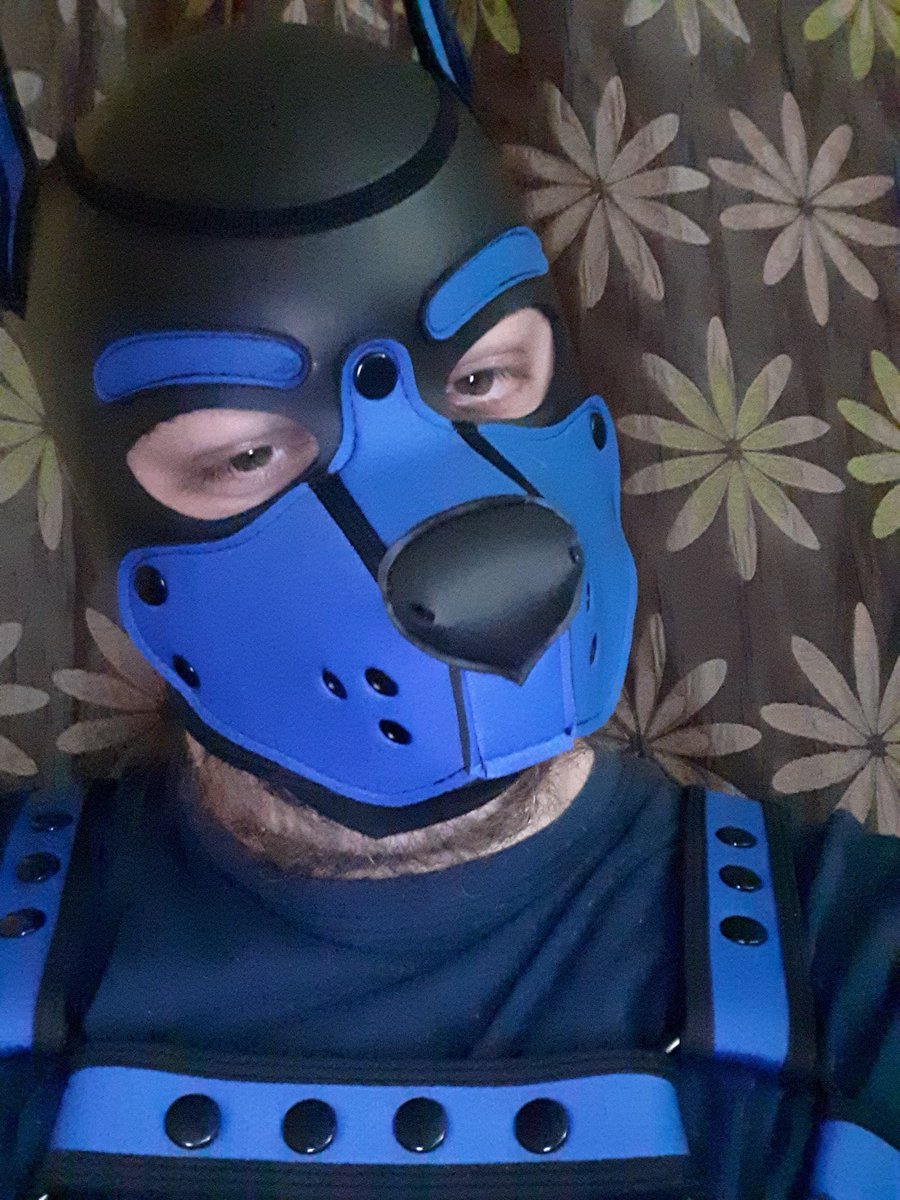 PhillipAston3's tweet photo. #gay #pupplay #humanpup #bluebeingcute #presentingBlue
#humanpupper #hoodandharness
#uncollared #nottaken
#MidlandsUK https://t.co/pUSbCGVWbI