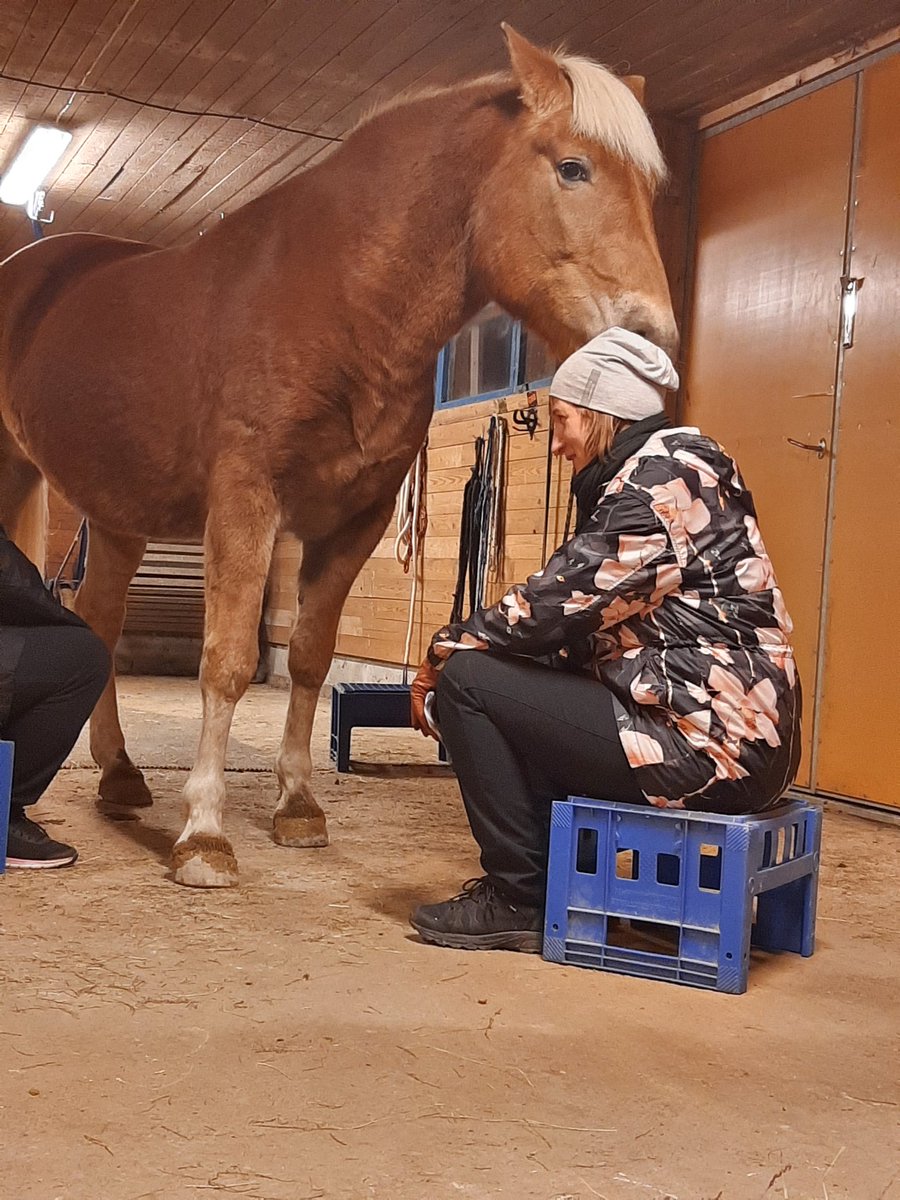 Tallipiika's tweet photo. Pidettiin #TyHy iltapäivää #spht hevosella.
Kyllä vanha tamma osaa hommansa.
#heppajutut #ravit
#muutenvaanhäsät https://t.co/ETkqEfyTyL