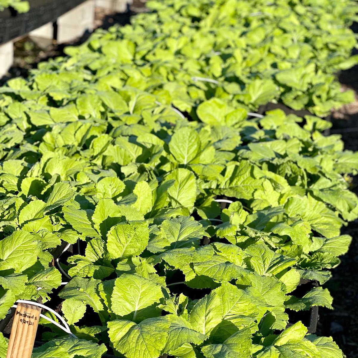 DrSJNickelberry's tweet photo. These mustard greens are growing beautifully, just in time for Thanksgiving. Our garden team is phenomenal! I love that our clients get fresh organic and nutritious produce, free of chemicals and pesticides.
#targethunger #gardening #mustardgreens #organicgardening #crategarden https://t.co/npy0Siumq7