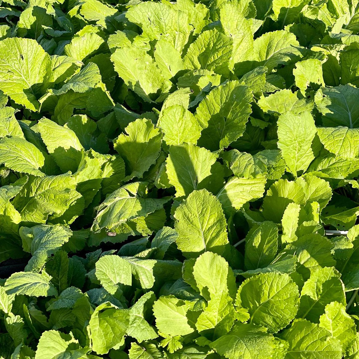 DrSJNickelberry's tweet photo. These mustard greens are growing beautifully, just in time for Thanksgiving. Our garden team is phenomenal! I love that our clients get fresh organic and nutritious produce, free of chemicals and pesticides.
#targethunger #gardening #mustardgreens #organicgardening #crategarden https://t.co/npy0Siumq7