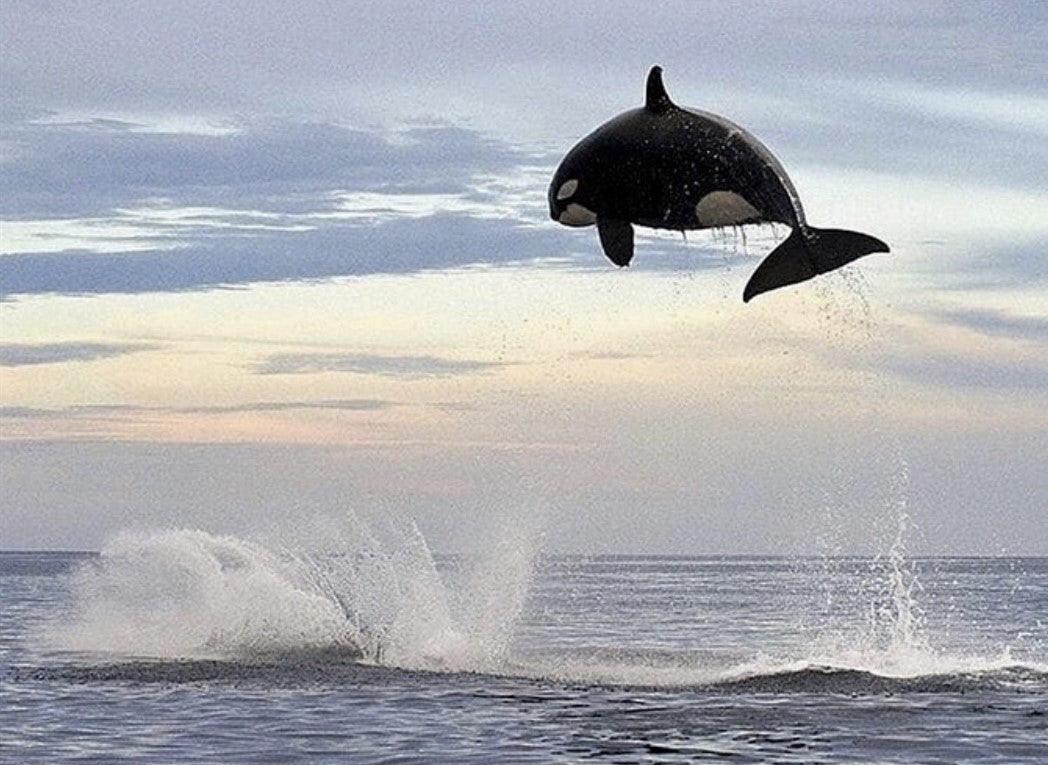"Orcas can jump 10-15 feet out of water, at 15 feet this is one of the highest known jumps ever captured."