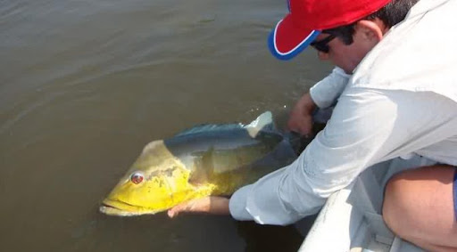 NorteAgroTO's tweet photo. 🎣🚣🏻♀️🐟 Com permissão do “pesque e solte”, período da piracema 2021/2022 do Tocantins tem início nesta segunda-feira, dia 1º, e segue até 28 de fevereiro.
⏩ Saiba mais: https://t.co/Aavtbqa4vj
#NorteAgroTO #pesca #pesqueesolte #peixe #solturadepeixe #pescariaartesanal https://t.co/dWEBWsV5FH