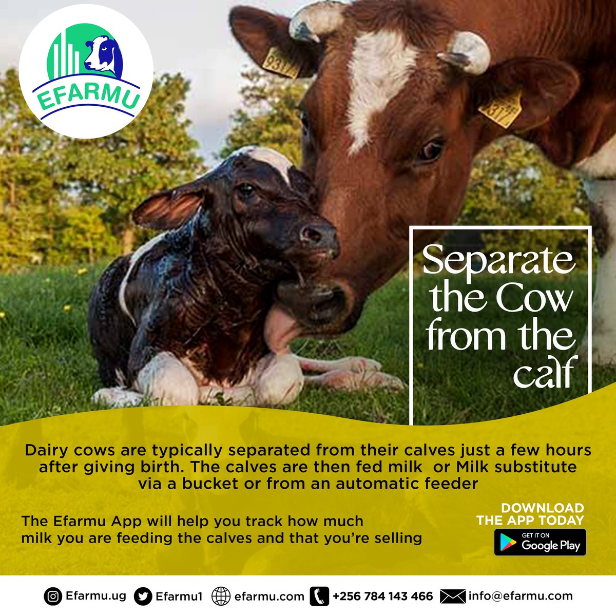 Happy new month from Efarmu!! Learn everything about cattle management by downloading our app
#Efarmuapp
#Digitalisingfarming