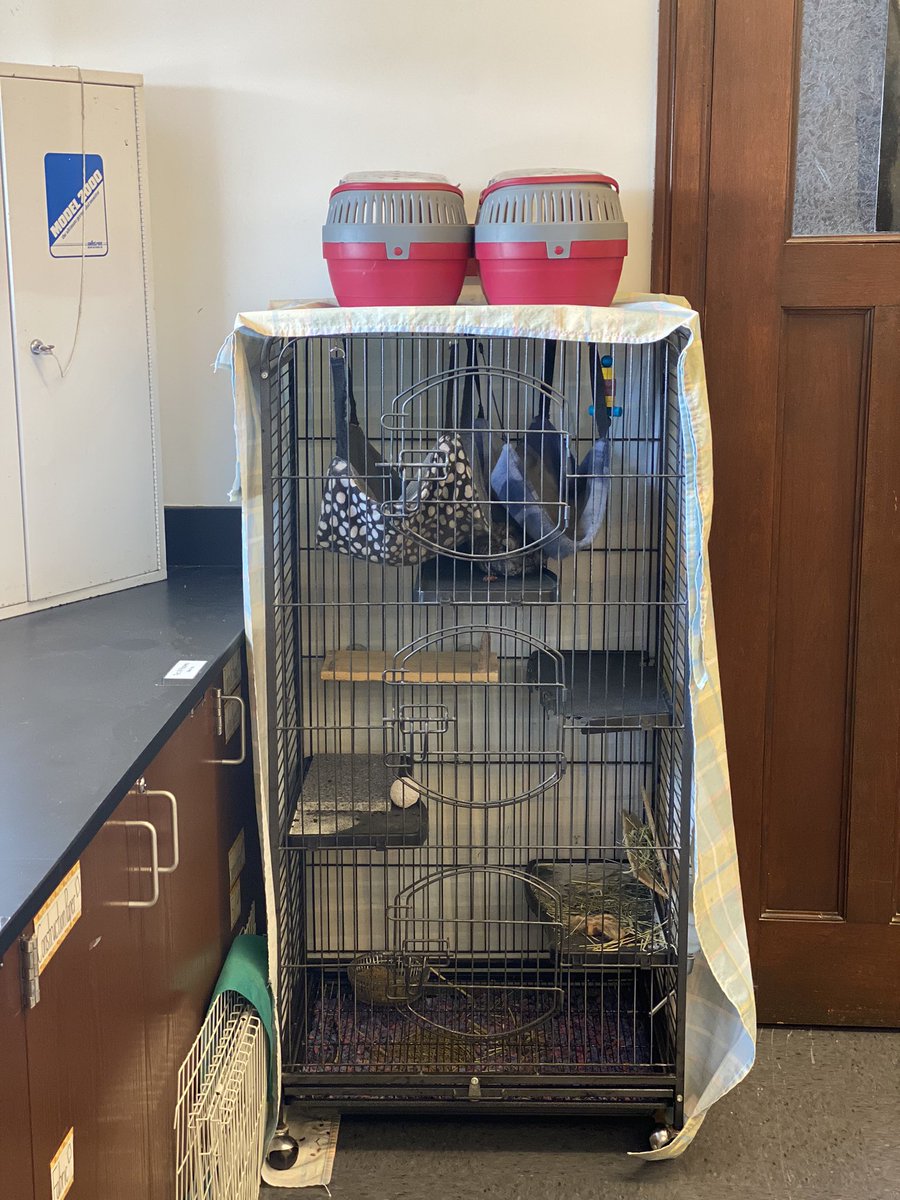 LohitsaScience's tweet photo. Meet Kida and Nerys 💕, the two newest pets to 3rd grade. These two Chinchilla sisters are sweet and curious! They are slowly getting used to their new home in the third grade science and engineering lab. If you are in Blaine, stop by and say hi 👋🏽 @uchicagolab @UCLSPrincipal https://t.co/kG7E3NazOD