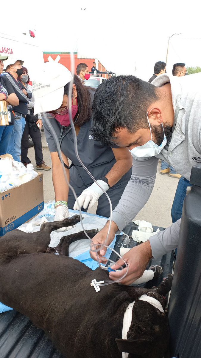 AmbienteGobPue's tweet image. #AHORA| Tras la explosión en San Pablo #Xochimehuacán, muchos animales quedaron expuestos a sufrir graves lesiones, como #Esponjoso, un perro de compañía que se encontraba en la calle cerca de una de las coladeras que permitieron la fuga de presión en la explosión. 1/3