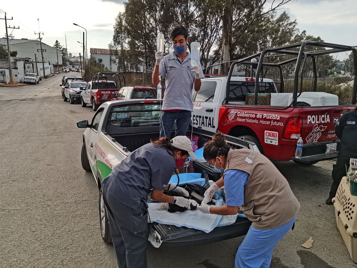AmbienteGobPue's tweet image. #AHORA| Tras la explosión en San Pablo #Xochimehuacán, muchos animales quedaron expuestos a sufrir graves lesiones, como #Esponjoso, un perro de compañía que se encontraba en la calle cerca de una de las coladeras que permitieron la fuga de presión en la explosión. 1/3