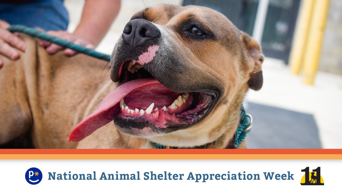 PicaCreditUnion's tweet photo. Adopt, don't shop! This week is #NationalAnimalShelterAppreciationWeek 🐾 Show your appreciation by stopping by @ehrdogs: https://t.co/5fdSMtMY3Y

#eleventhhourrescue #morriscounty #dogs #cats https://t.co/PbFnh4D5zT