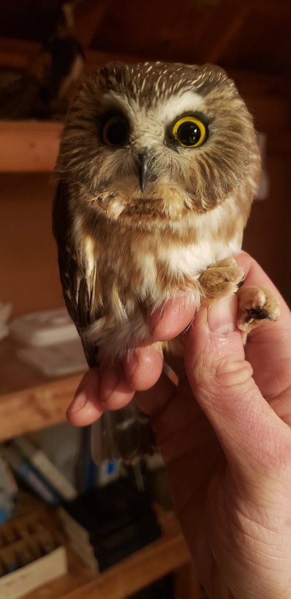 CanuckBiologist's tweet photo. Had a surprising number of these over the weekend, likely all riding the northeastern outflow were still experiencing. #wildresearch #wildlifebiology https://t.co/iTAU75AC8Z