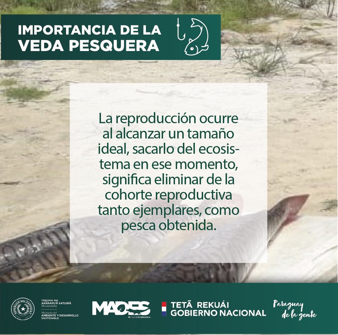 mambiente_py's tweet photo. Importancia de Veda Pesquera para la conservación del ecosistema https://t.co/a0rTrsUrQc @arieloviedo @ABCDigital @LaNacionPy @Universo970py @SomosGEN https://t.co/rZtAwJ0bxw