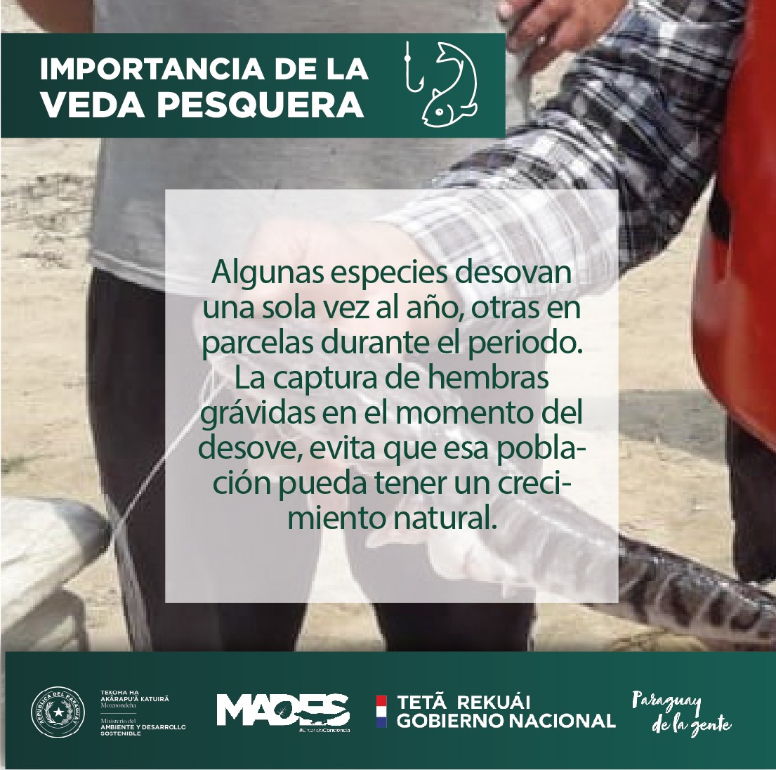 mambiente_py's tweet photo. Importancia de Veda Pesquera para la conservación del ecosistema https://t.co/a0rTrsUrQc @arieloviedo @ABCDigital @LaNacionPy @Universo970py @SomosGEN https://t.co/rZtAwJ0bxw